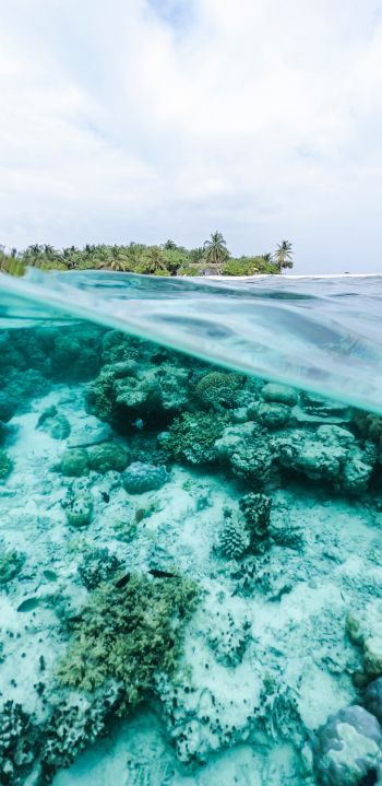 Обои 1080x2220 Мальдивы, под водой, риф