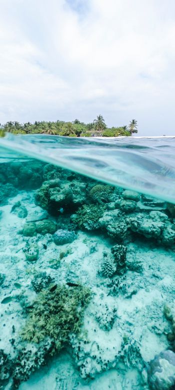 Обои 1080x2400 Мальдивы, под водой, риф