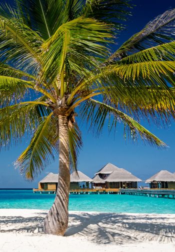 Обои 1640x2360 Мальдивы, пляж, отпуск