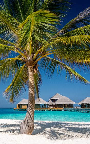 Обои 1600x2560 Мальдивы, пляж, отпуск