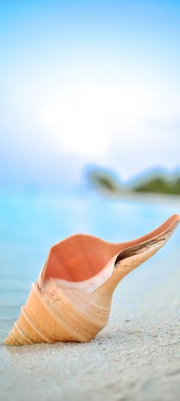 shell, Maldives, macro Wallpaper 720x1600