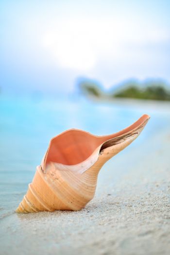 shell, Maldives, macro Wallpaper 640x960