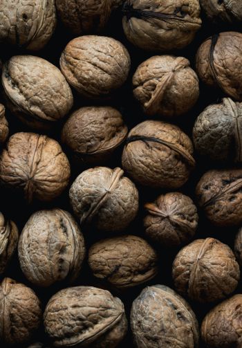 walnut, brown Wallpaper 1640x2360