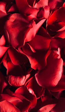 rose petals, petals Wallpaper 600x1024