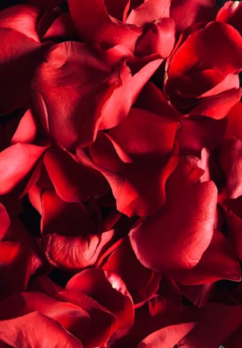 rose petals, petals Wallpaper 1640x2360