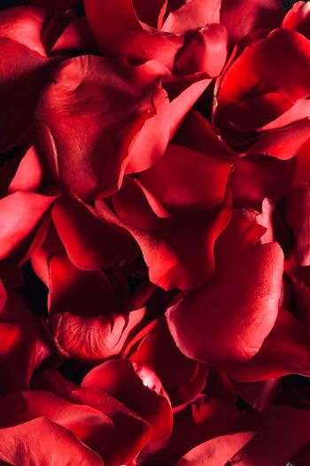 rose petals, petals Wallpaper 640x960
