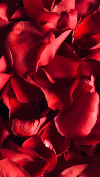 rose petals, petals Wallpaper 640x1136