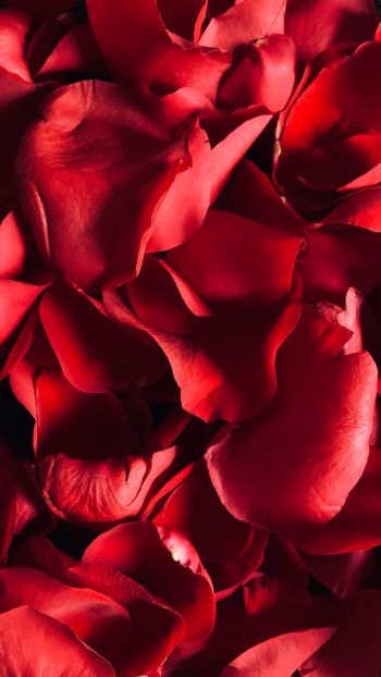 rose petals, petals Wallpaper 1080x1920