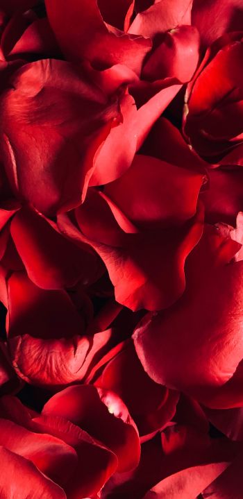 rose petals, petals Wallpaper 1080x2220