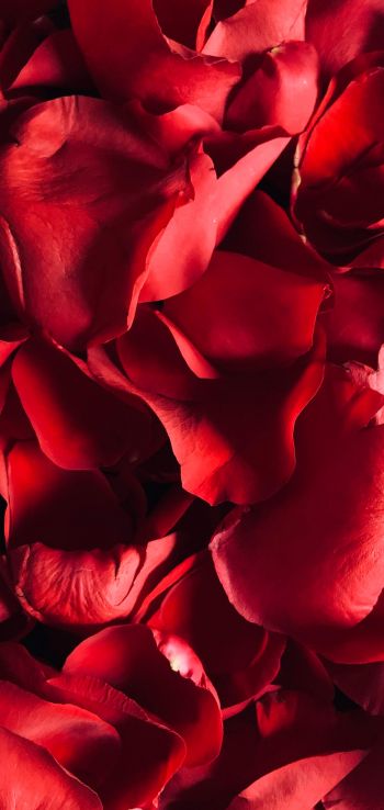 rose petals, petals Wallpaper 1080x2280