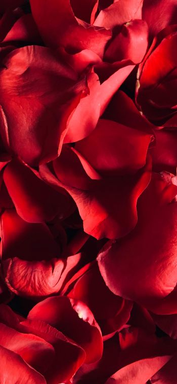 rose petals, petals Wallpaper 828x1792