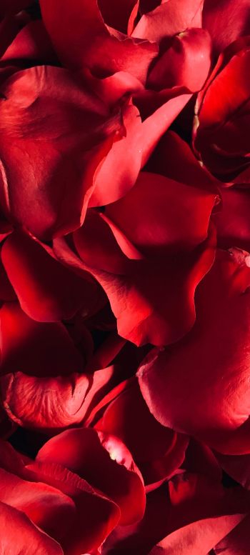 rose petals, petals Wallpaper 1080x2400
