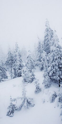 Обои 720x1440 зимний пейзаж, снег, белый