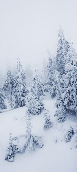 Обои 1440x3200 зимний пейзаж, снег, белый