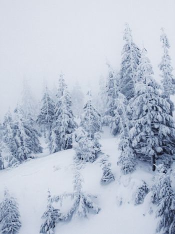 Обои 1668x2224 зимний пейзаж, снег, белый
