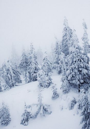 winter scenery, snow, white Wallpaper 1668x2388