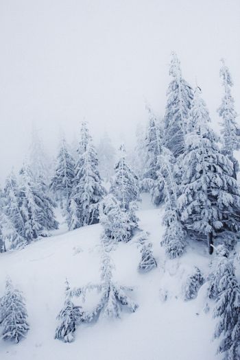 Обои 640x960 зимний пейзаж, снег, белый