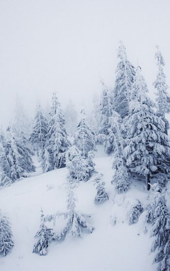 Обои 1752x2800 зимний пейзаж, снег, белый