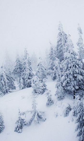 Обои 1200x2000 зимний пейзаж, снег, белый