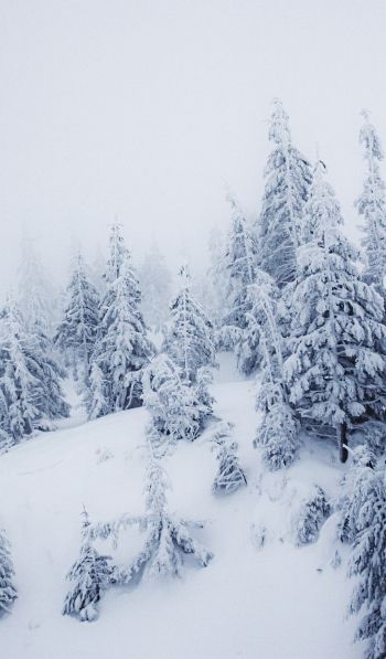 winter scenery, snow, white Wallpaper 600x1024