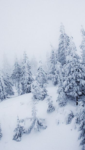 Обои 640x1136 зимний пейзаж, снег, белый