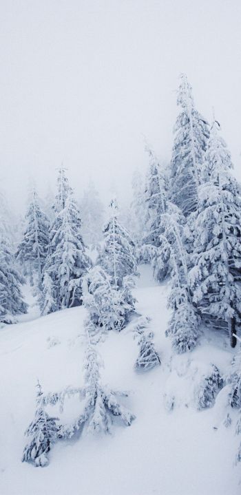 Обои 1080x2220 зимний пейзаж, снег, белый