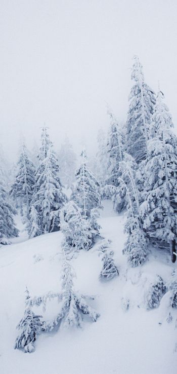 Обои 1080x2280 зимний пейзаж, снег, белый