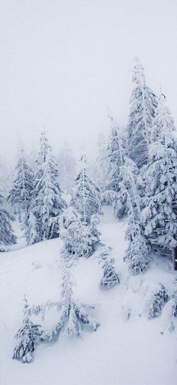 Обои 1080x2340 зимний пейзаж, снег, белый