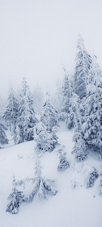 Обои 1080x2400 зимний пейзаж, снег, белый