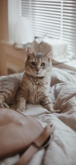 cat, pet, aesthetics Wallpaper 1080x2340