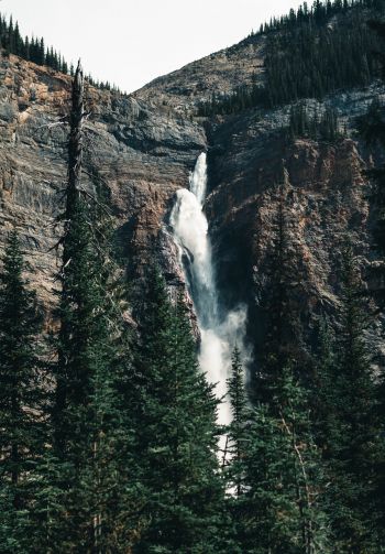 waterfall, landscape, forest Wallpaper 1640x2360