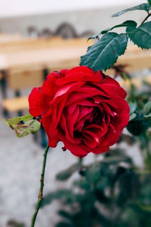Обои 2666x3999 красная роза, романтика