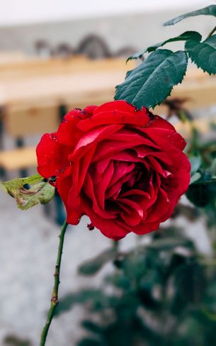 Обои 1600x2560 красная роза, романтика