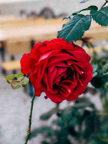 Обои 1620x2160 красная роза, романтика