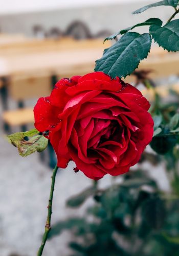 Обои 1668x2388 красная роза, романтика