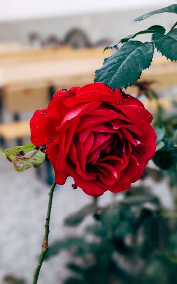 Обои 1600x2560 красная роза, романтика