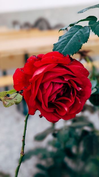 Обои 1440x2560 красная роза, романтика