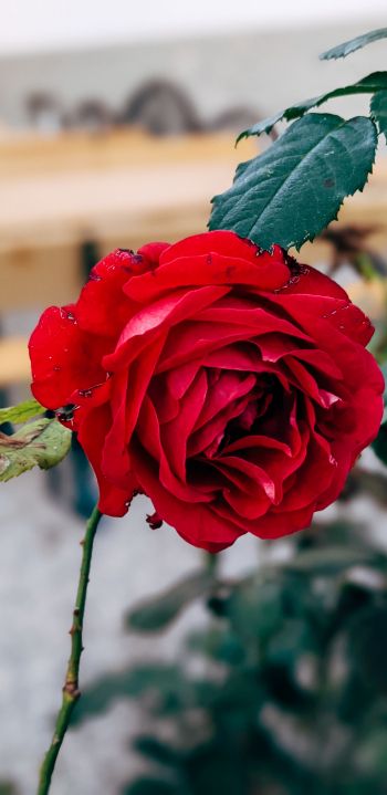 Обои 1440x2960 красная роза, романтика