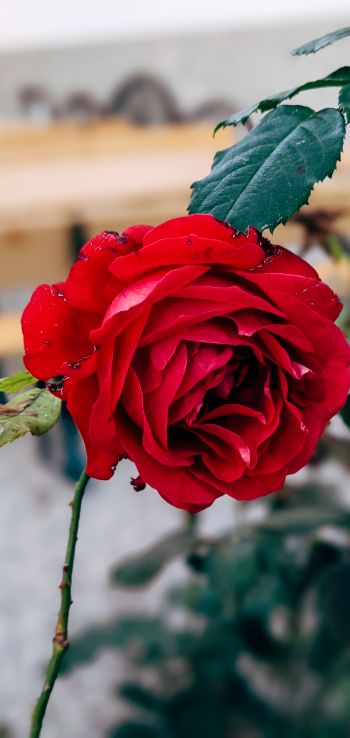 Обои 1440x3040 красная роза, романтика