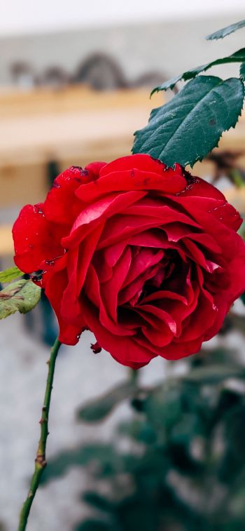 Обои 1242x2688 красная роза, романтика