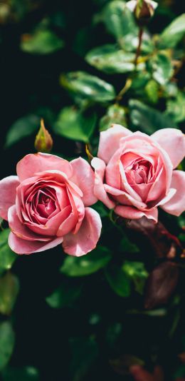 Обои 1080x2220 розовые розы, пара, романтика