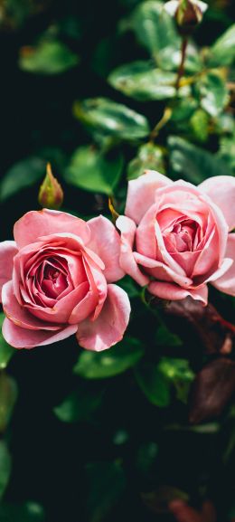 Обои 720x1600 розовые розы, пара, романтика