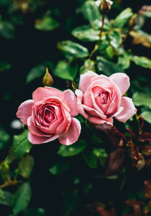 Обои 1640x2360 розовые розы, пара, романтика