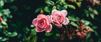 Обои 3440x1440 розовые розы, пара, романтика