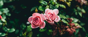 Обои 2560x1080 розовые розы, пара, романтика