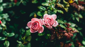 pink roses, couple, romance Wallpaper 1366x768