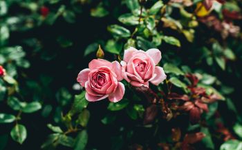 Обои 1920x1200 розовые розы, пара, романтика