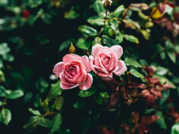 pink roses, couple, romance Wallpaper 1024x768