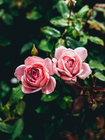 Обои 1668x2224 розовые розы, пара, романтика