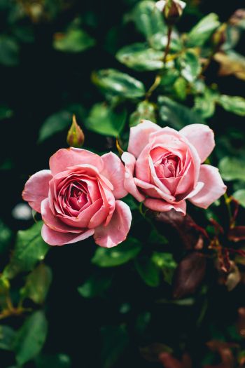 Обои 640x960 розовые розы, пара, романтика